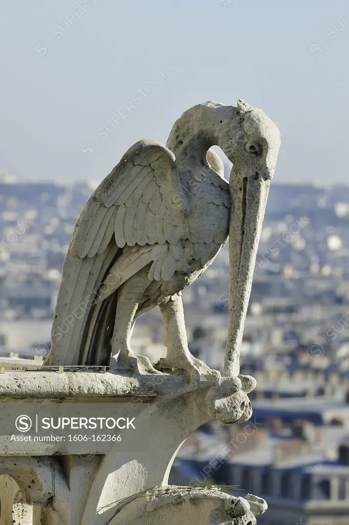 France, Ile-de-France, Capital, Paris, 4th, City center, Notre-Dame, Fantastic bird