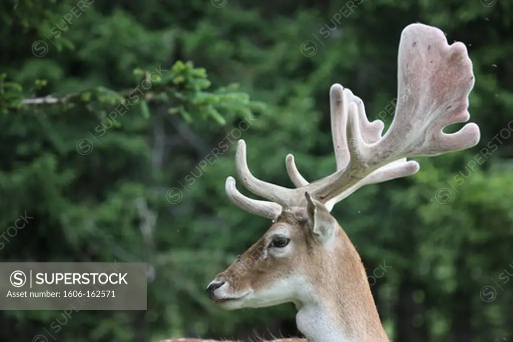 Deer in Merlet wildlife park. Les Houches. France. (Les Houches, Haute-Savoie, France)
