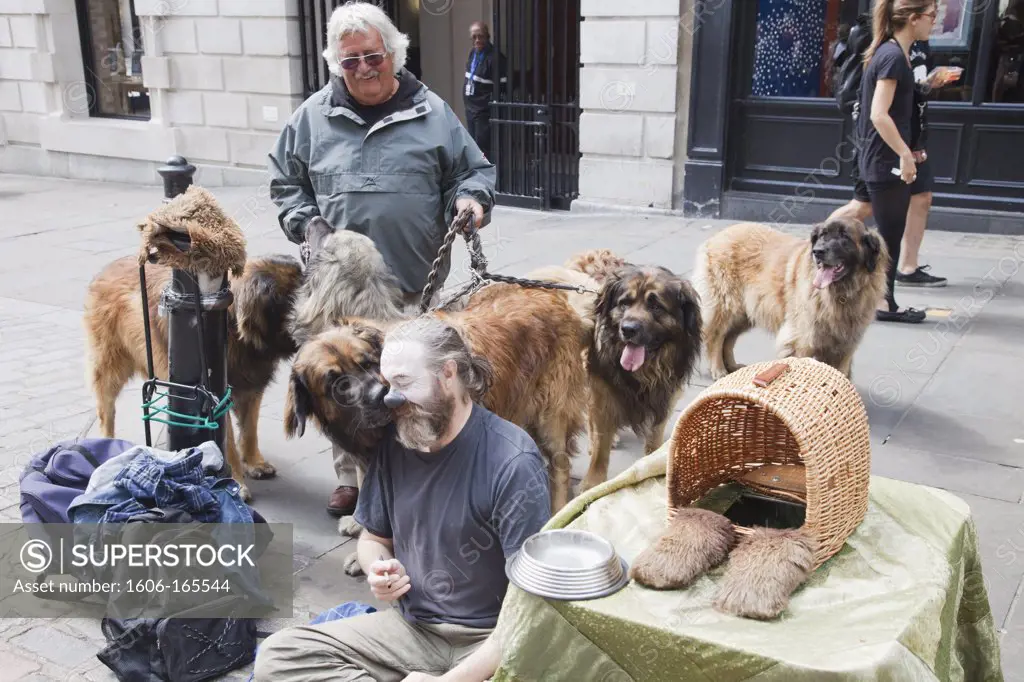 England,London,Covent Garden,Street Performer and Man with Group of Leonberger Dogs
