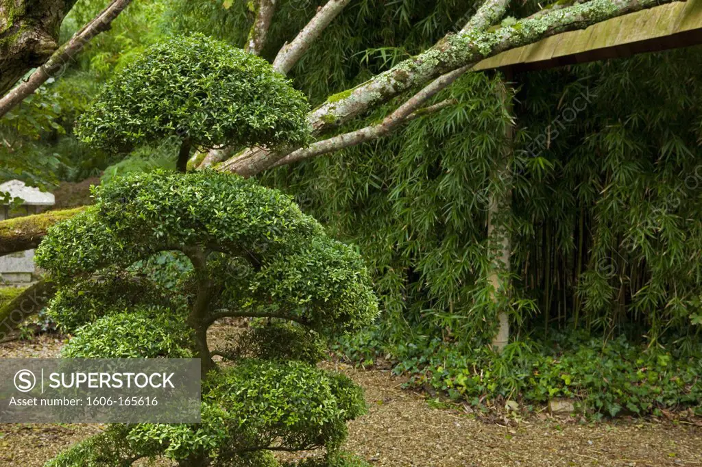 The Japanese Garden , Nr Newquay, Cornwall, England