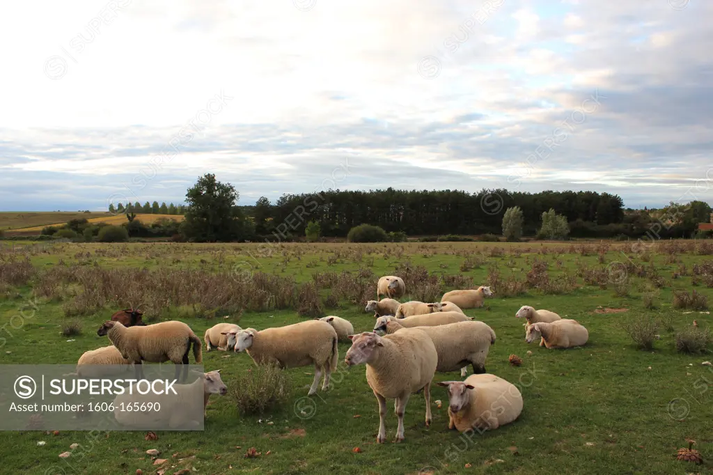 France, sheep in the Loire Valley