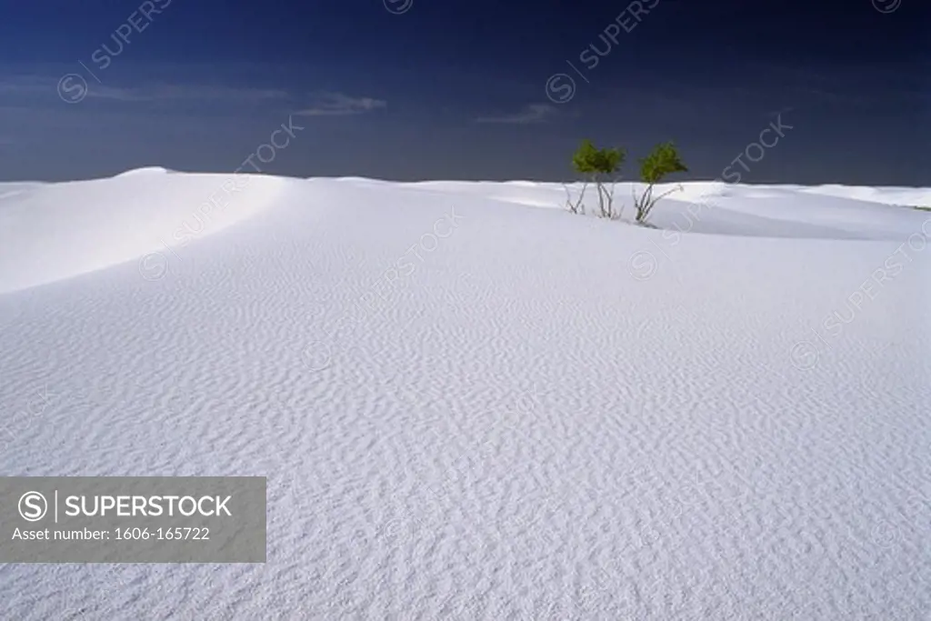 USA, New Mexico, White Sands, shrubs in the middle of the desert of white sand, blue sky