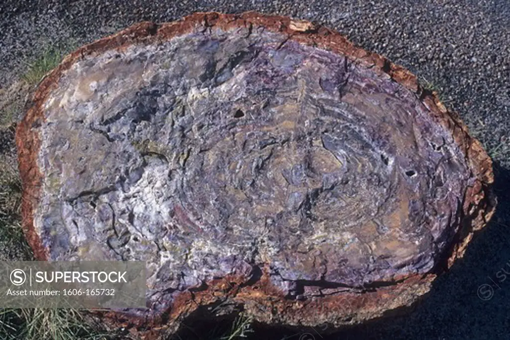 USA, Arizona, fossilized tree trunk in Petrified Forest