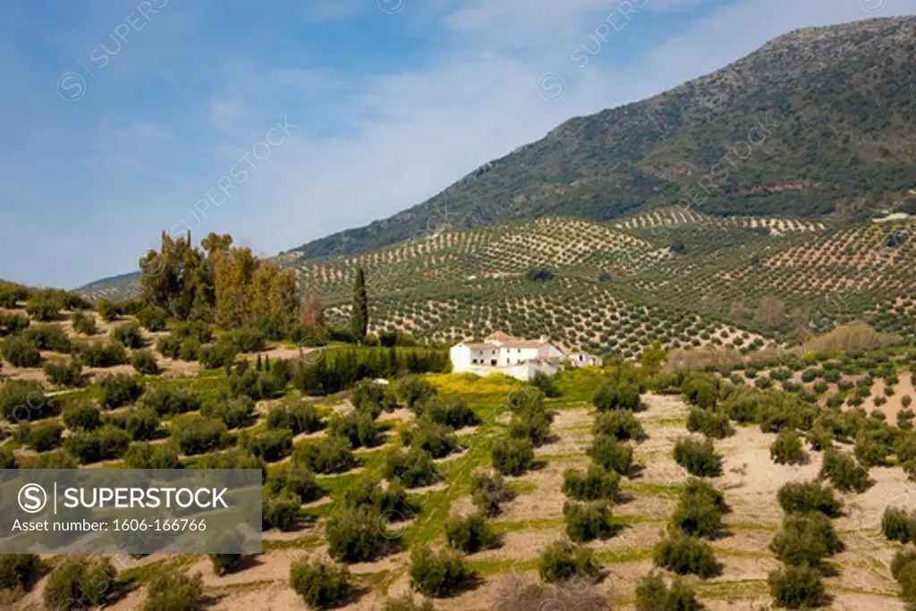Spain, Andalusia, olive Trees