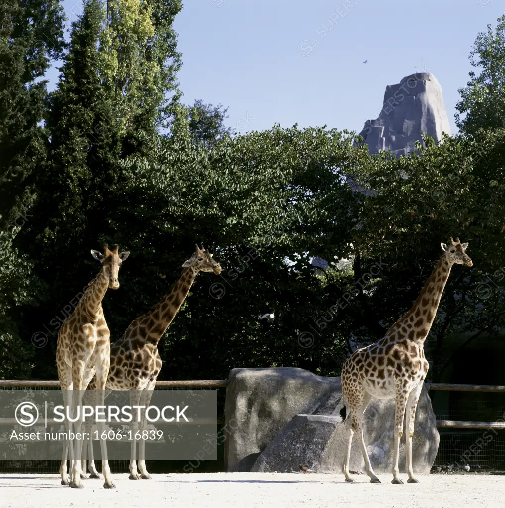 France, vincennes, zoo, three giraffes