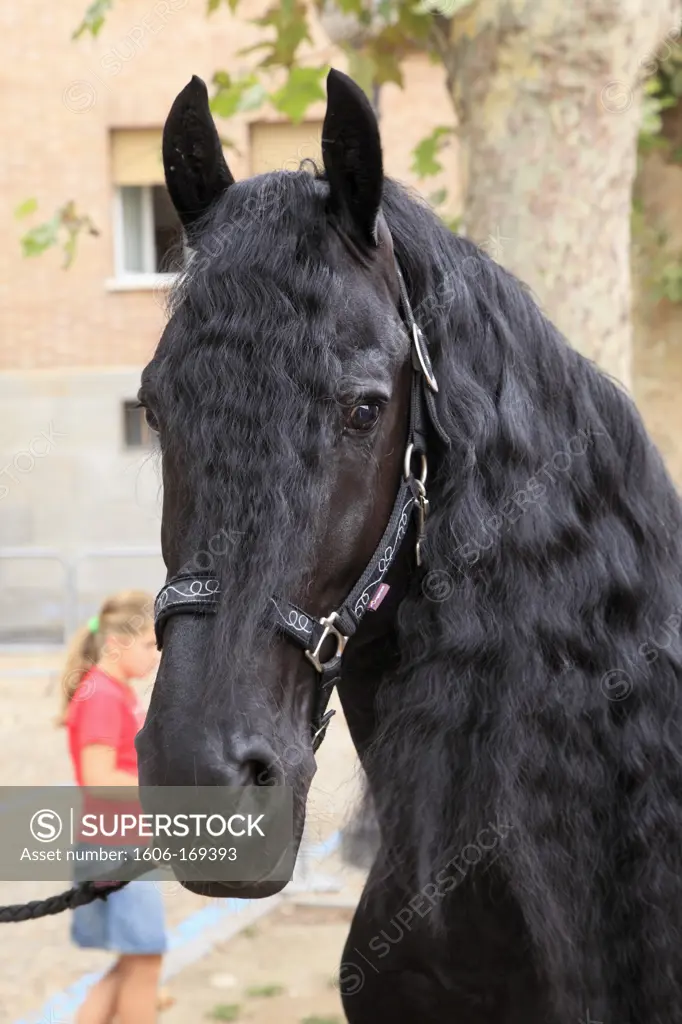 Italy, Piedmont, Asti, black horse,