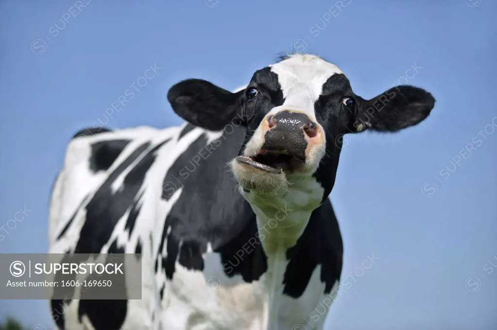 Holstein cow in a meadow