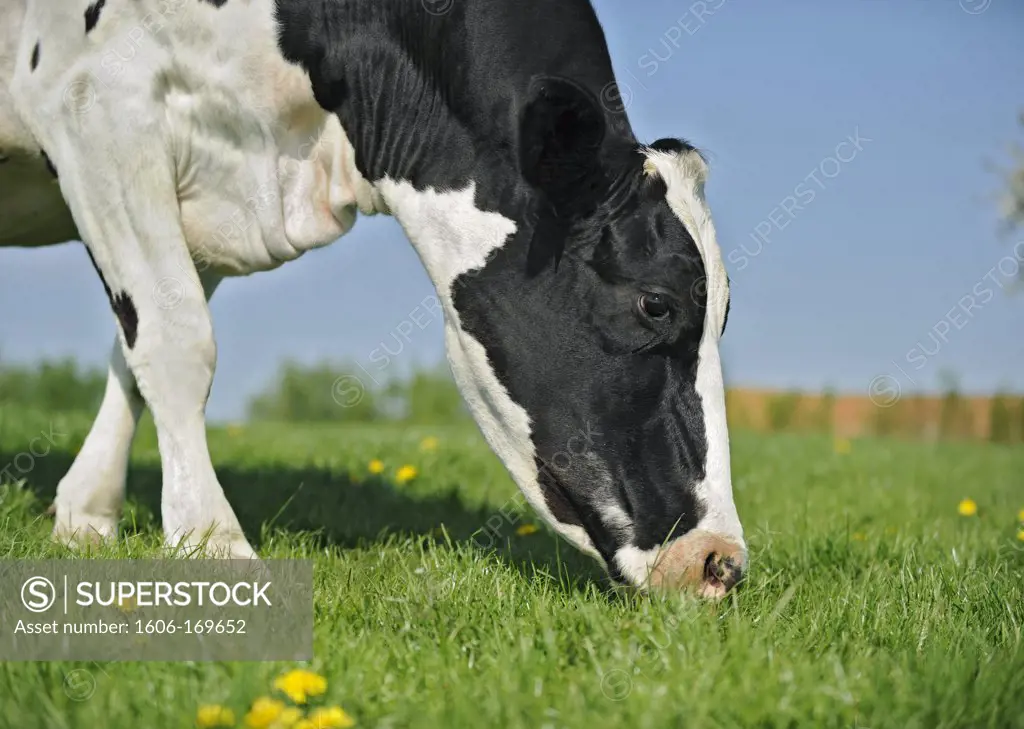 Holstein cow in a meadow