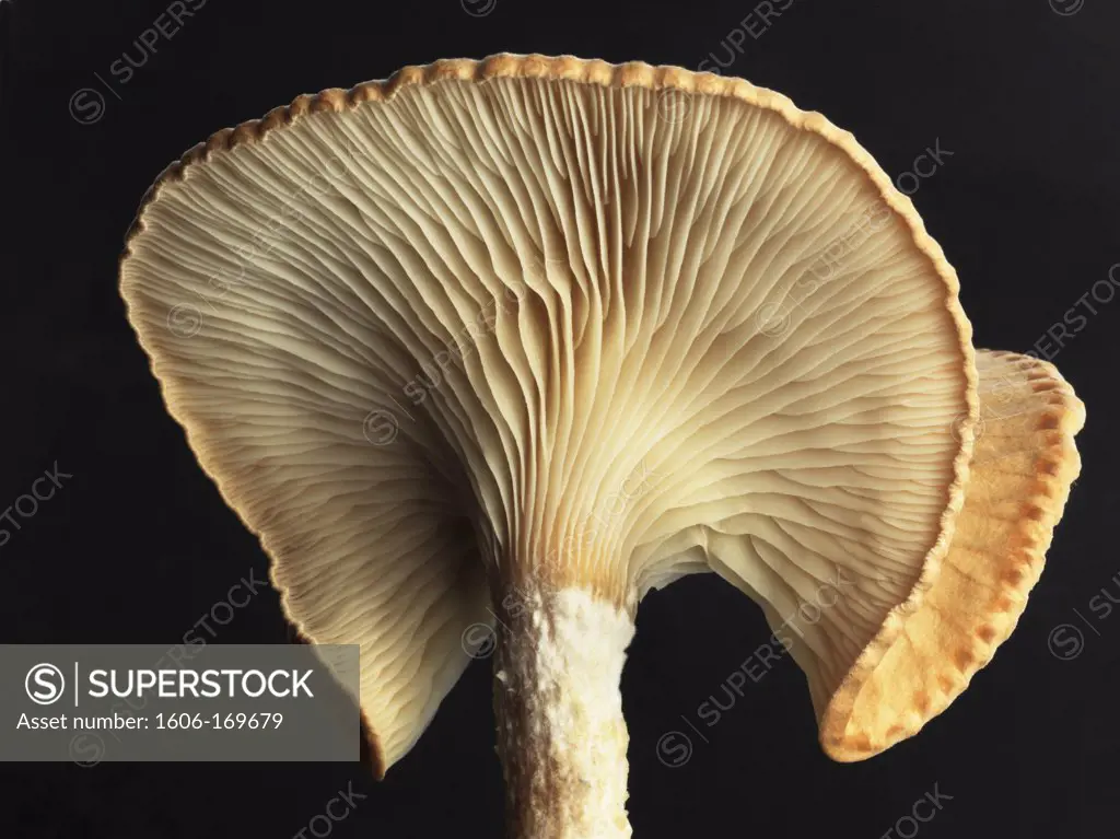 Close up of a white mushroom on black background