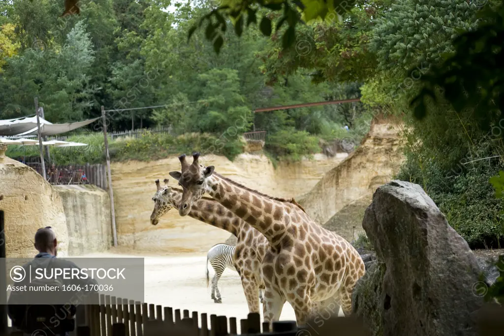 Giraffes and zebra in Doue la Fontaine pen zoo, Doue la Fontaine,Maine et Loire, Pays de la Loire, France