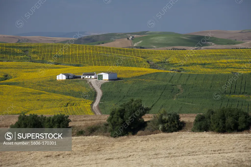 Spain, spring 2011, Andalucia Region, sunflowers fields