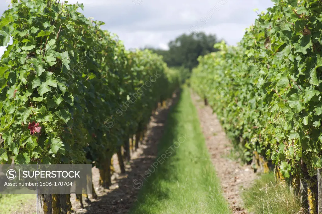 Path of wine in a field, Saumur, Maine et Loire, Pays de la Loire, France