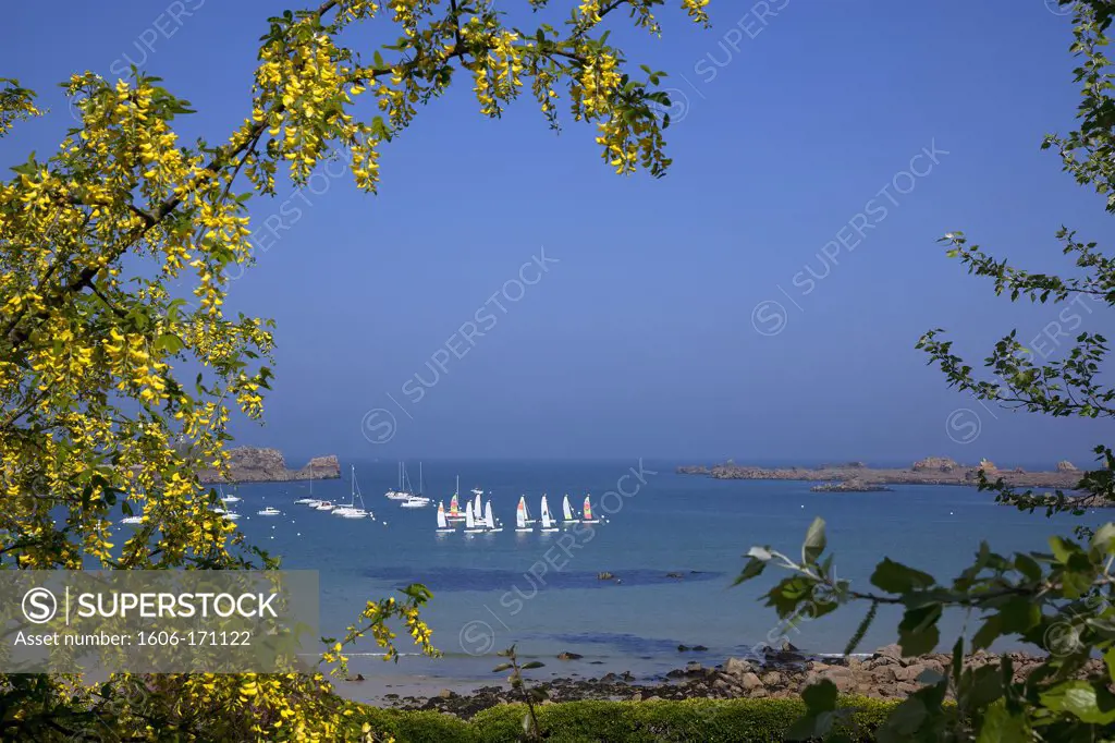 France, Cotes d' Armor, Perros Guirec, Port Blanc, Pink granite coast, boats, flowers first plan