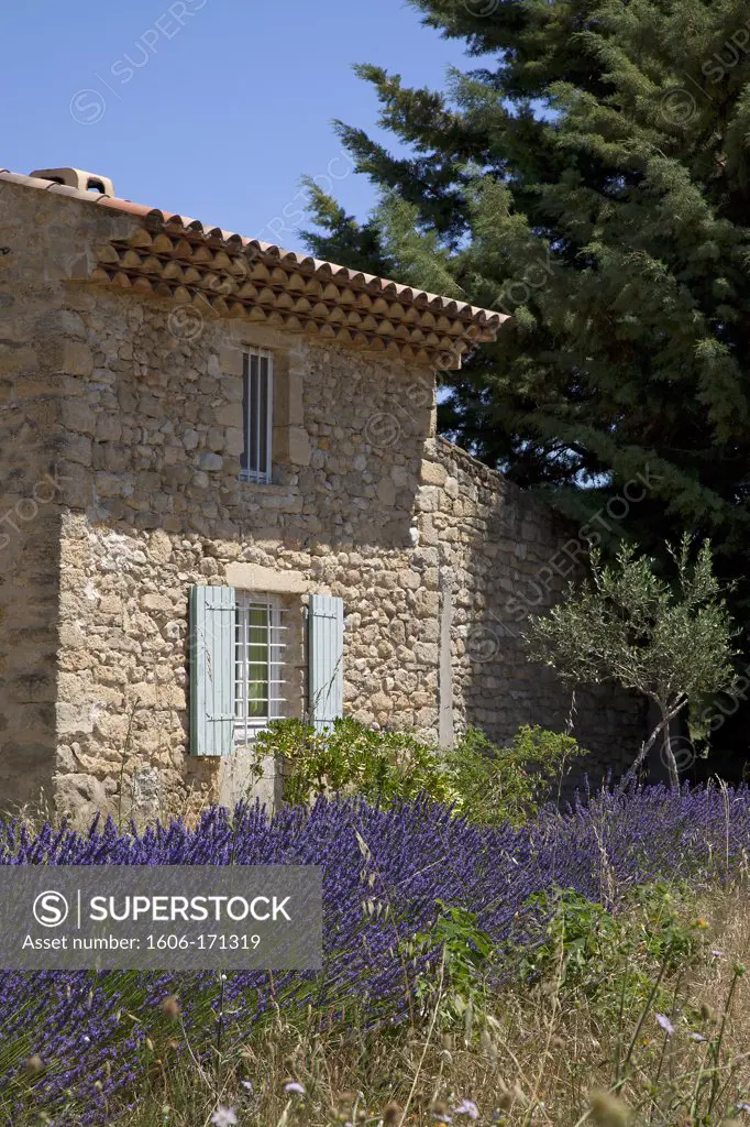France, Alpes-de-Haute-Provence, traditional rock house, lavender flowers