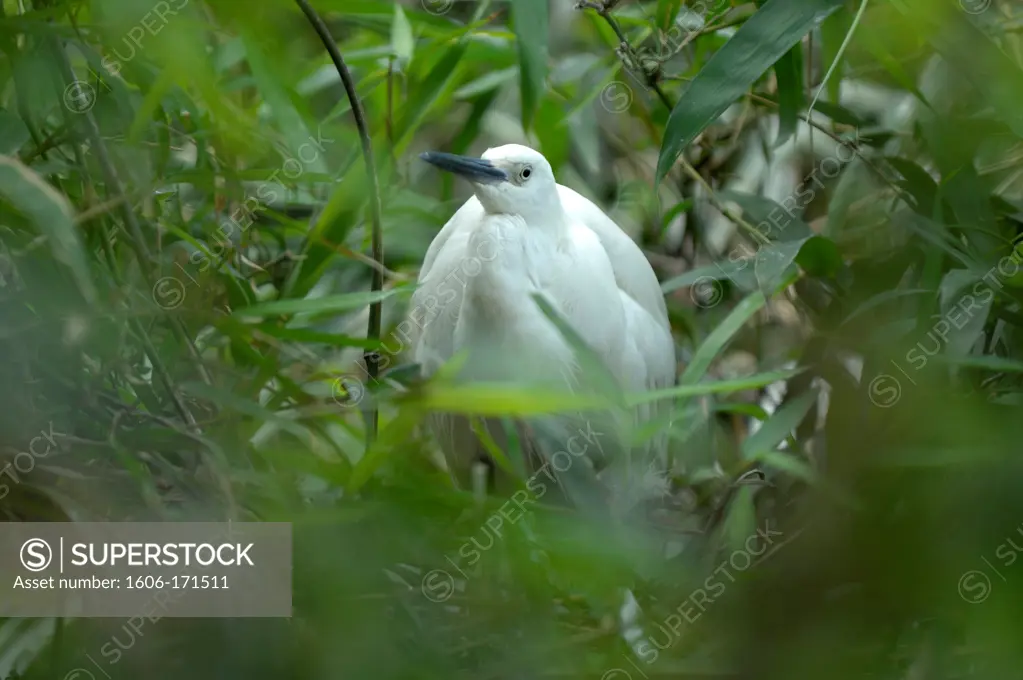 Asia, Southeast Asia, Vietnam, delta of Mekong, Can Tho, bird in the Natural reserve