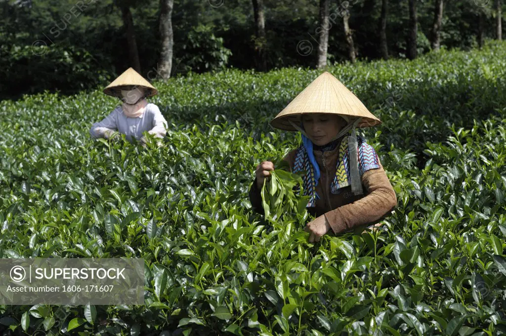 Asia, Southeast Asia, Vietnam, Central Highlands, Kon Tum, tea cultivation, women wearing traditional conical hat working