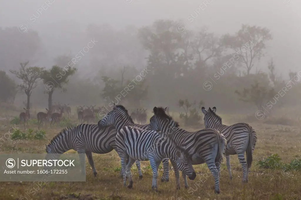 Africa, South Africa, Mpumalanga province (Eastern Transvaal), Sabi Sand Game Reserve, Savanna Private Game Reserve, zebras (Equus burchellii)
