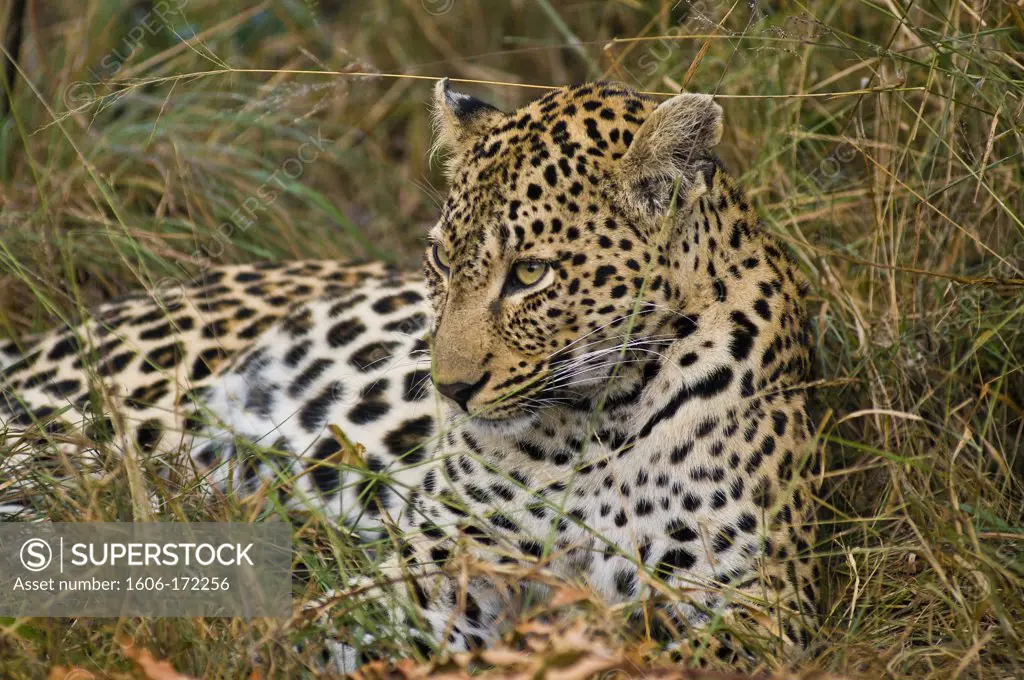 Africa, South Africa, Mpumalanga province (Eastern Transvaal), Sabi Sand Game Reserve, Savanna Private Game Reserve, leopard (Panthera pardus)