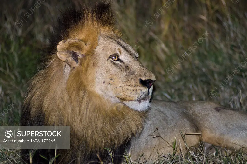 Africa, South Africa, Mpumalanga province (Eastern Transvaal), Sabi Sand Game Reserve, Savanna Private Game Reserve, lion (Leo Panthera)