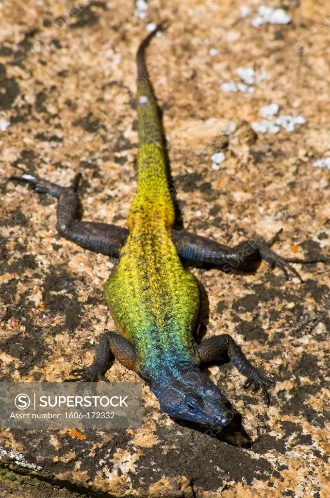 Africa, Zimbabwe, South Matabeleland province, Matobo National Park, the Matobo Mounts classified on the World Heritage of Unesco list since 2003, colored lizard