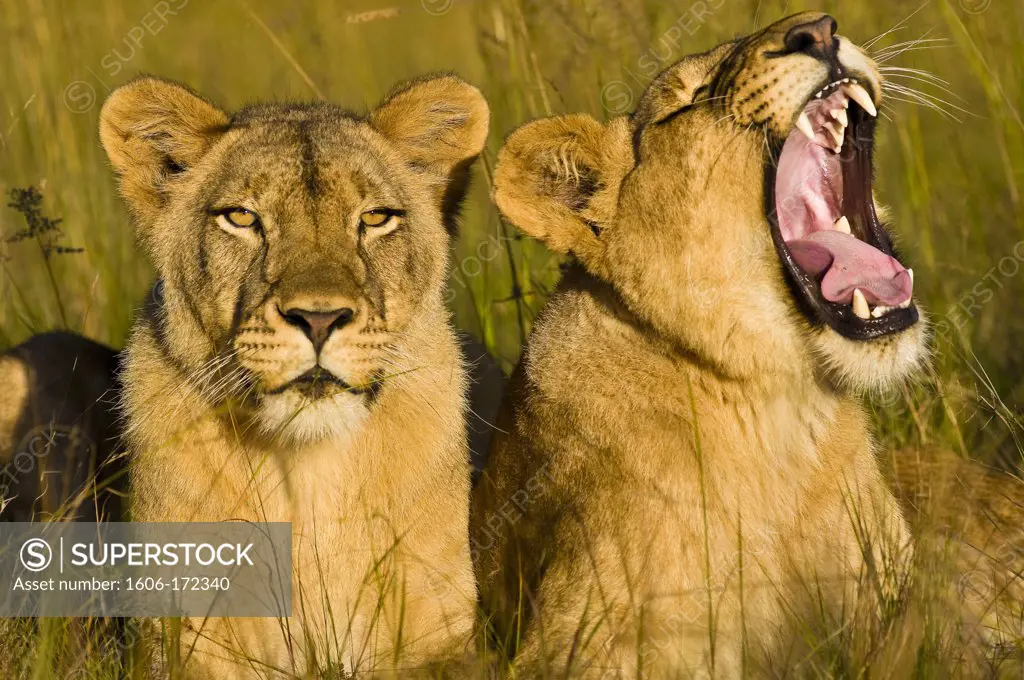 Africa, Zimbabwe, Midlands province, Antelope Park, African Lion Environment and Research Trust (ALERT), female lions (Leo Panthera)