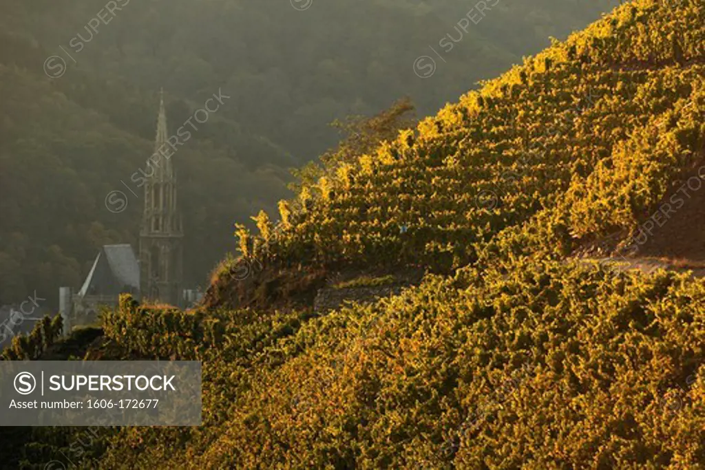 Vineyard in Alsace and church'