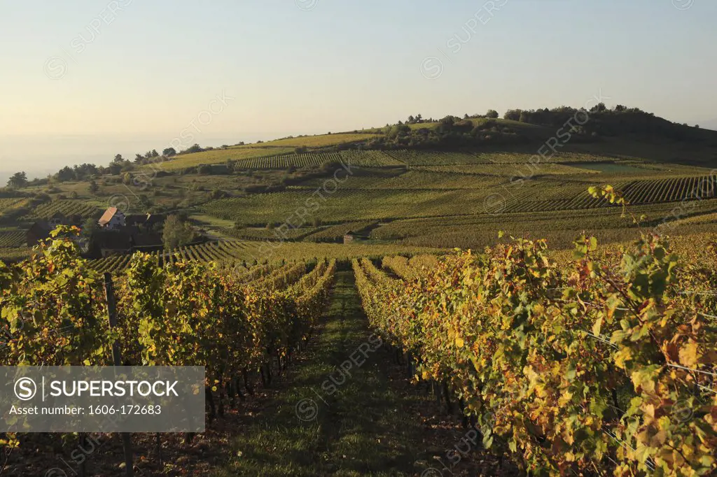 Vineyard in Alsace