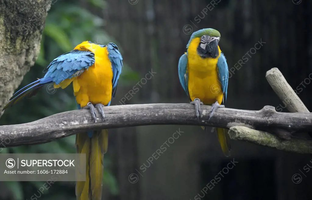 Asia, Southeast Asia, Singapore, parrots yellow blue(ara ararauna) in the zoo
