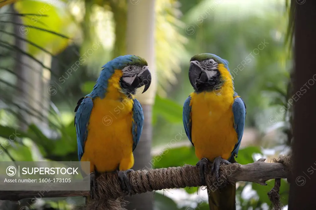 Asia, Southeast Asia, Singapore, parrots (ara ararauna) in the zoo