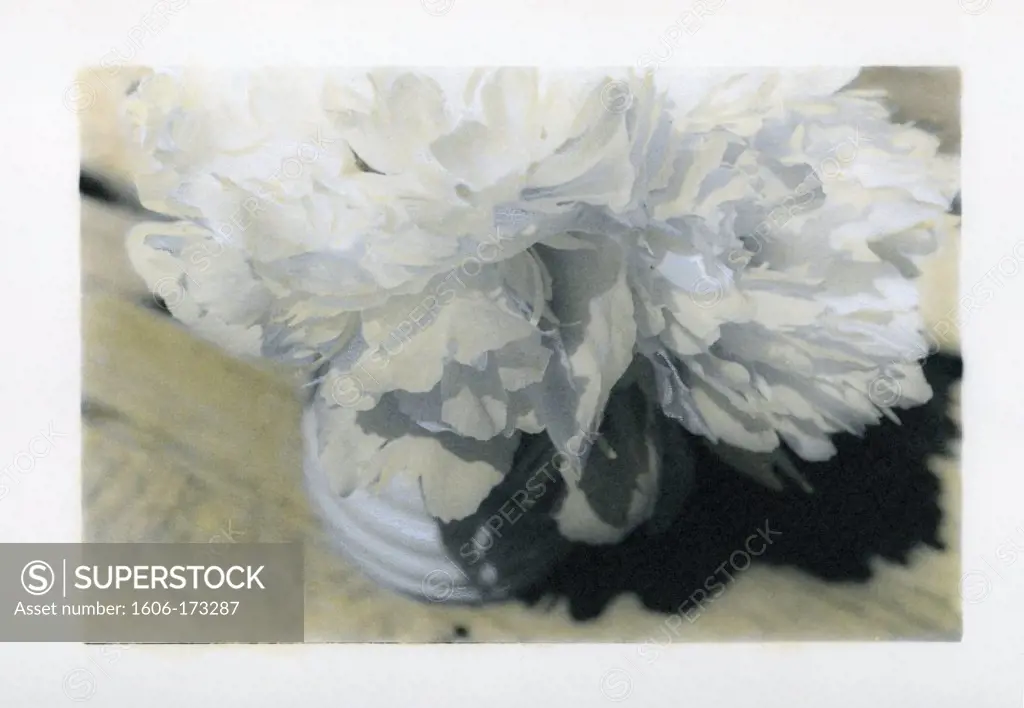 Painted photograph of a peony bouquet on photographic barite paper