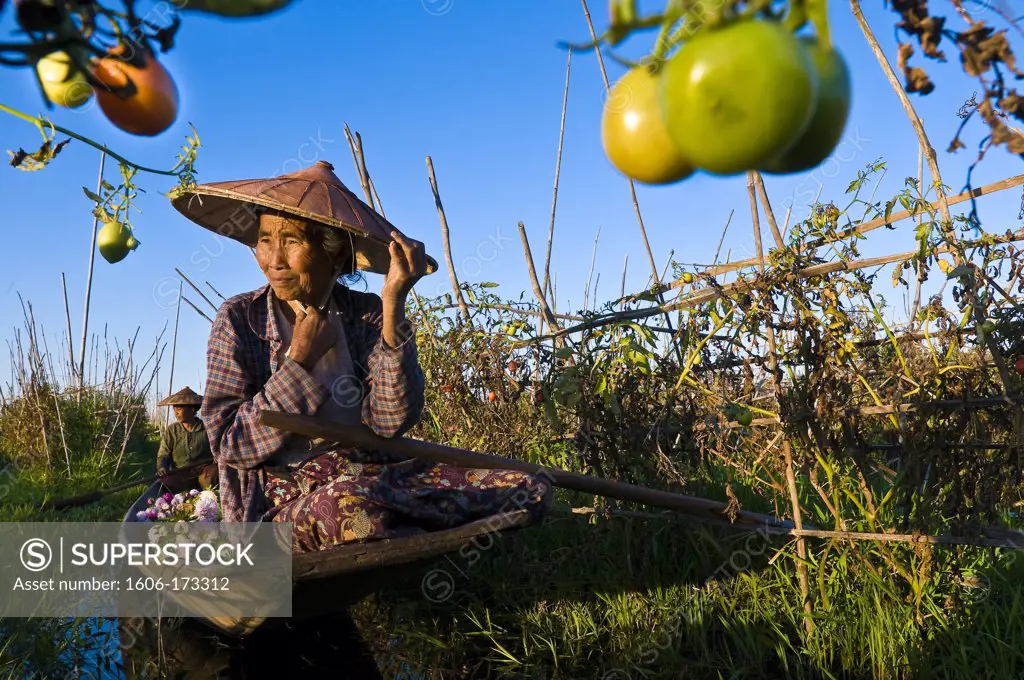 Myanmar (Burma), Shan State, Inle Lake, Daw Ni and Ma Hnaung harvesting tomatoes in their floating garden