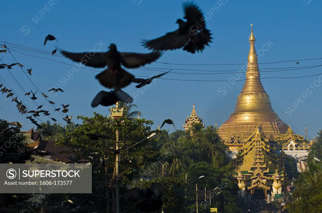 Myanmar (Burma), Yangon State, Yangon, Kandawgyi Quarter, Gabaraye Pagoda avenue, east entrance of Shwedagon Pagoda, pilgrims can buy food to give it to the numerous pigeons around the pagoda