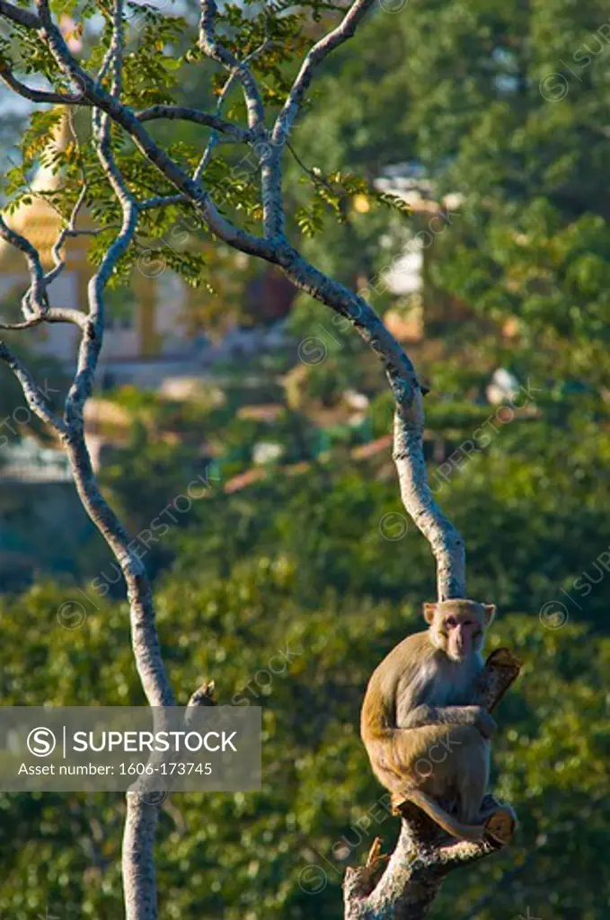 Myanmar (Burma), Mandalay State, Popa Mount, the Popa Taung Kalat monastery towers above 737 meters, the local fauna counts many monkeys