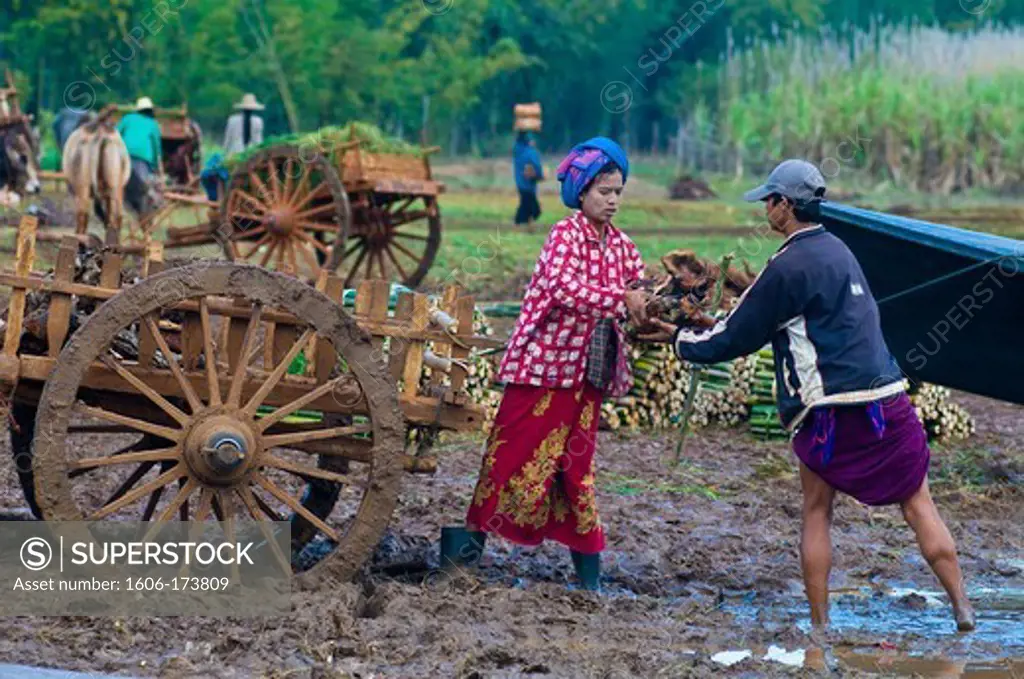 Myanmar (Burma), Shan State, Inle Lake, Kyaung Thaung Tho village, market on the banks of the lake