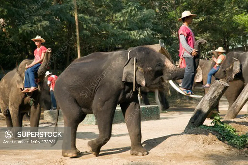 Thailand,Chiang Mai,Elephant Camp,Elephant Show
