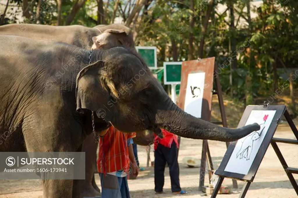 Thailand,Chiang Mai,Elephant Camp,Elephant Show,Elephant Painting