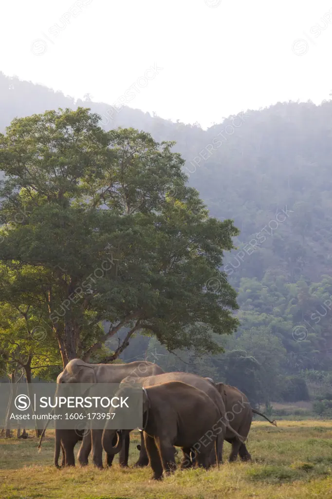 Thailand,Golden Triangle,Chiang Mai,Elephants