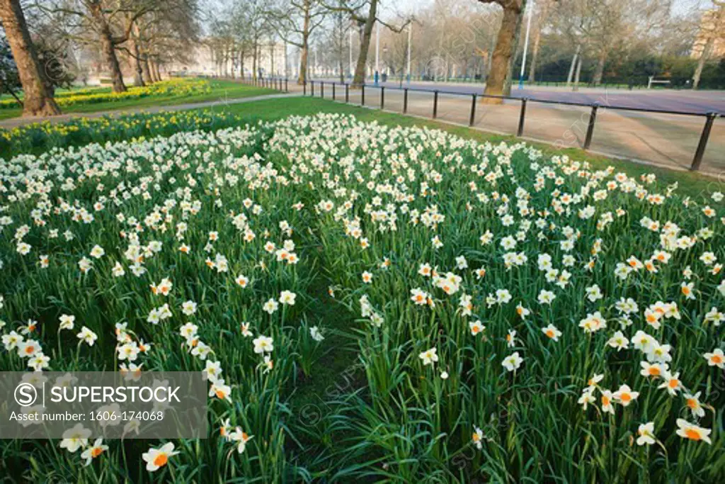 England,London,St James Park,Daffodils