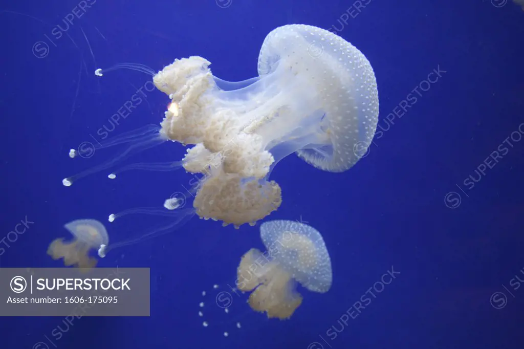 England,London,Horniman Museum,Jellyfish in the Aquarium