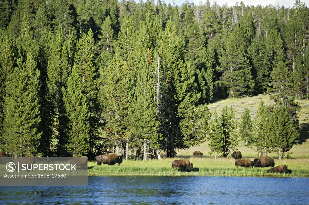 USA, Wyoming, national park of Yellowstone, buffaloes in greenery,  forest of conifers , river in foreground