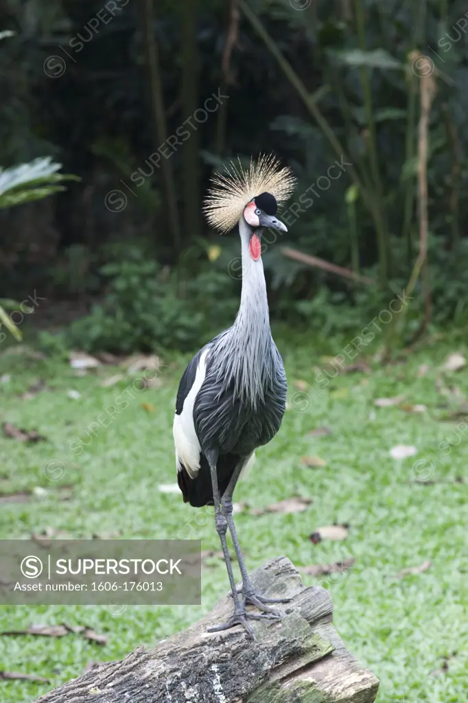Singapore,Jurong Bird Park,East African Crowned Crane