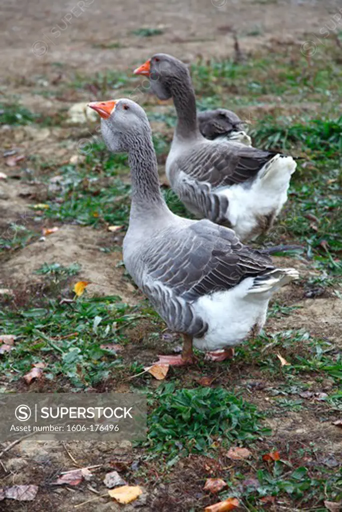 France, Midi-Pyrenees, Gers (32), Beaumarches (Plaisance area) Toulouse goose