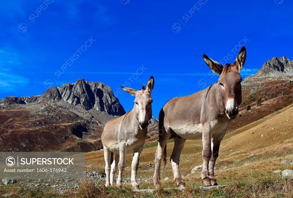 Common donkeys (Equus Asinus), seen in diving against a backdrop of mountains,
