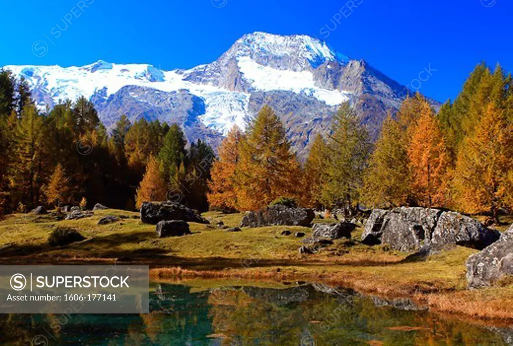 France, Savoie (73), the Vanoise National Park, Mont Pourri snowy landscape with autumn larches seen from Lake of Monal