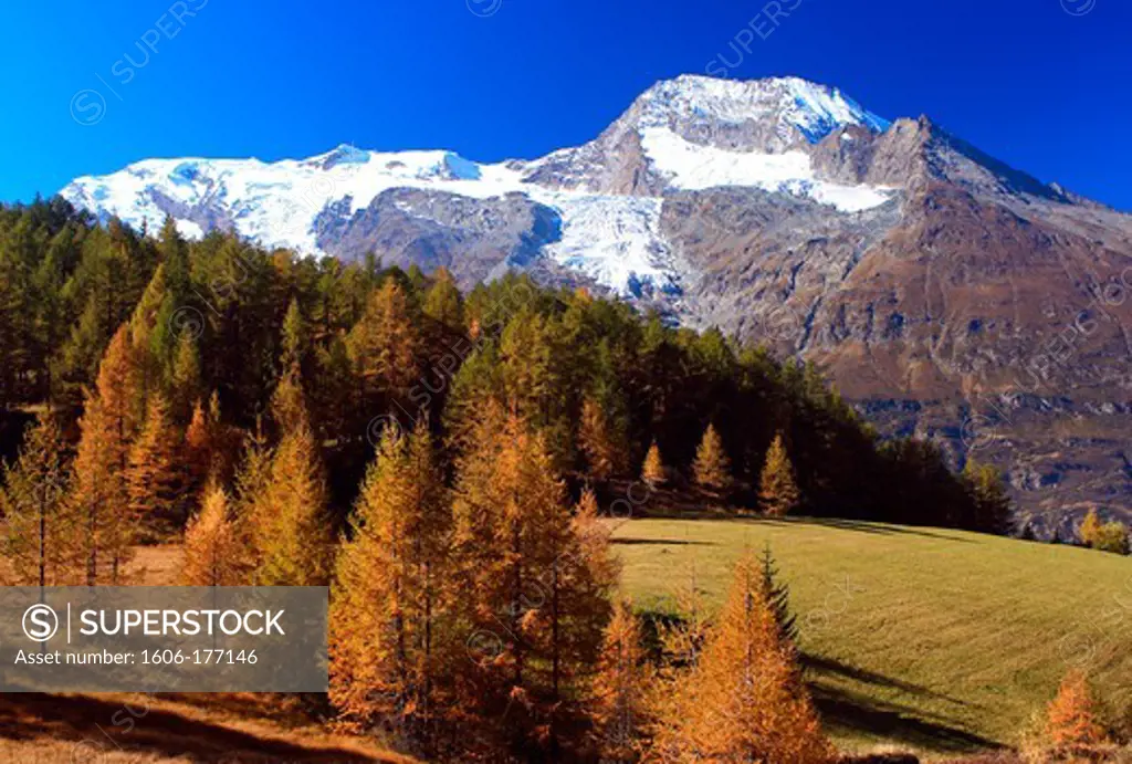 France, Savoie (73), the Vanoise National Park, Mont Pourri snowy landscape with autumn larches seen from the Monal