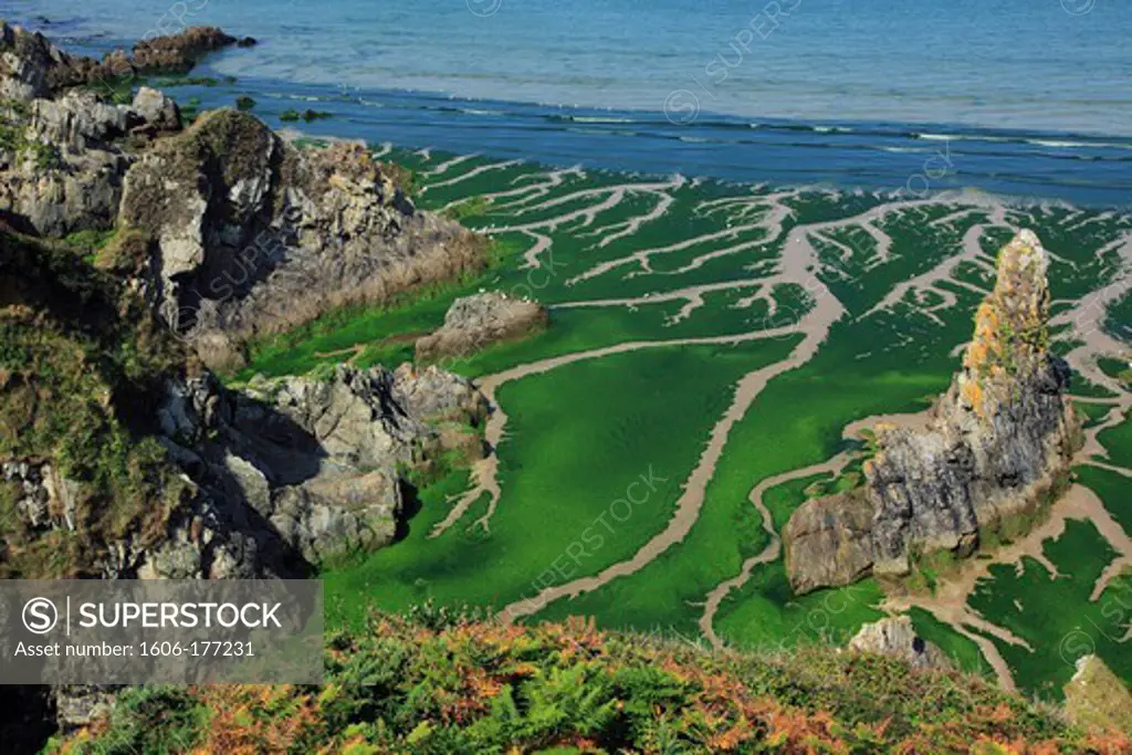 France, Finistère (29), Bay of Douarnenez, the sandy coast to Plomodiern, beach covered with green algae (Ulva armoricana)