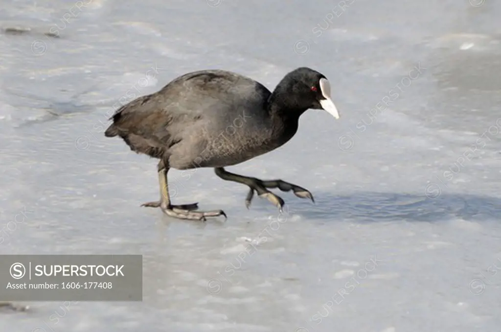 COOT (FULICA ATRA) ON FROZEN LAKE, PICARDY, AISNE, FRANCE