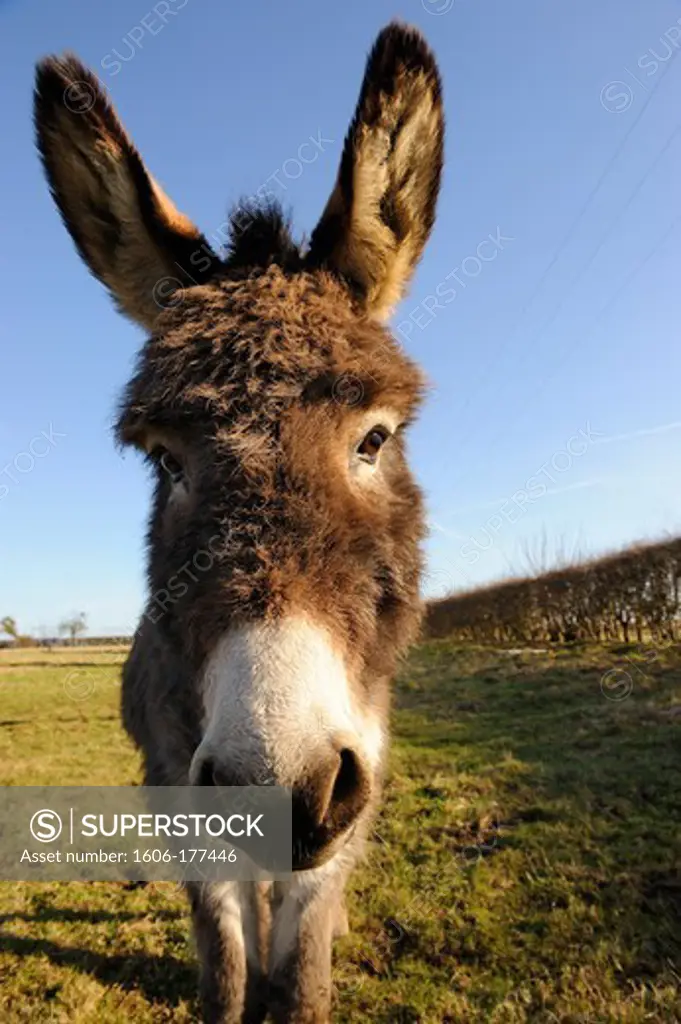 DOMESTIC DONKEY (EQUUS ASINUS) IN FIELD, PICARDIE, FRANCE