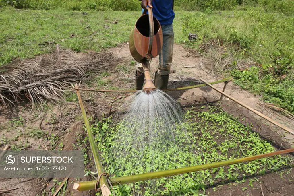 Man watering plants Tori. Benin.