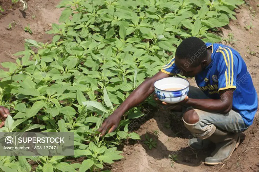 Man tending a vegetable garden Tori. Benin.
